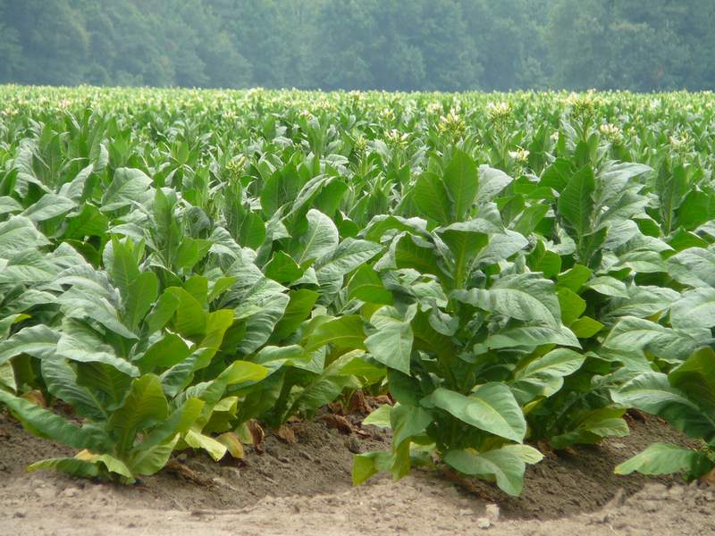 Сажаем и выращиваем табак у себя на участке